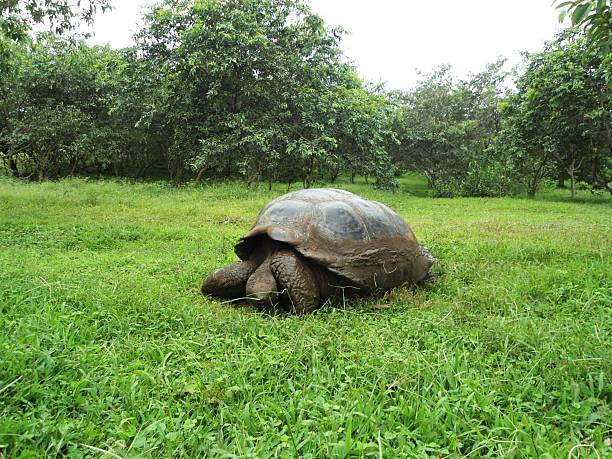 istock Tortois on Galapagos, El Chato 494791540