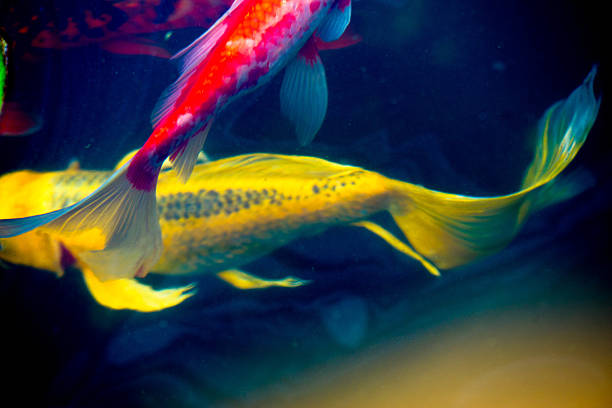 istock Koi fish and goldfish in pond under water swimming 494792268