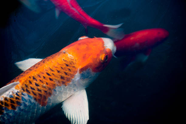 istock Koi fish and goldfish in pond under water swimming 494792282