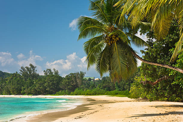 istock Tropical beach at Mahe island Seychelles 494793540