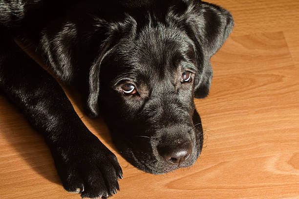 Black Labrador Retriever puppy