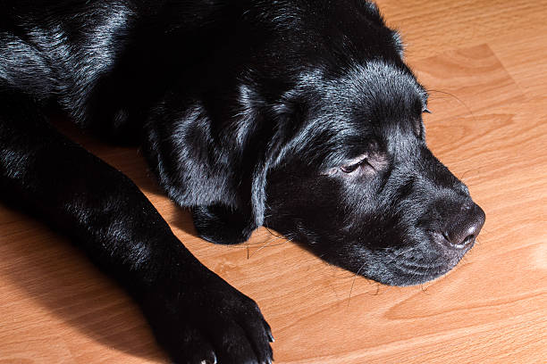 istock Black Labrador Retriever puppy 494793608