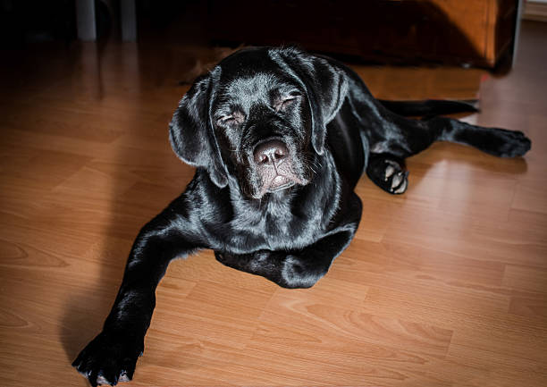 istock Black Labrador Retriever puppy 494793688