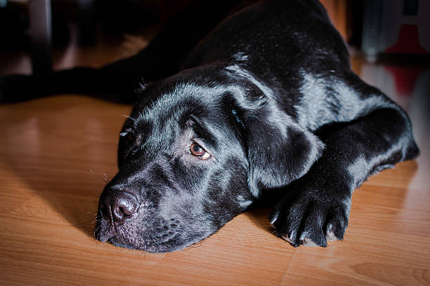 istock Black Labrador Retriever puppy 494793722
