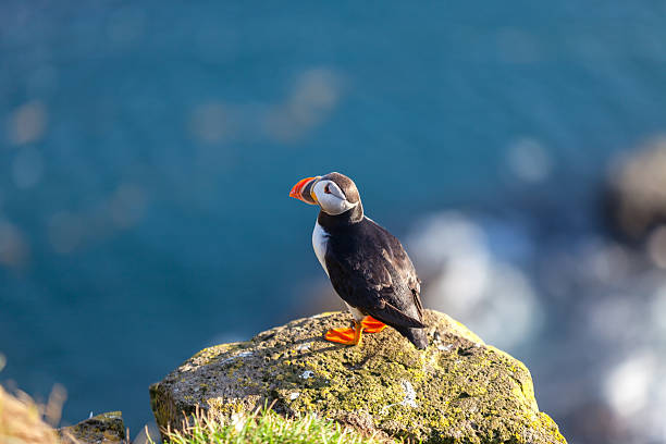 istock Atlantic puffin in Western Iceland 494793998