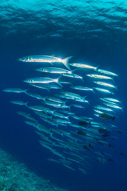 バラクーダス - fish barracuda underwater circle ストックフォトと画像