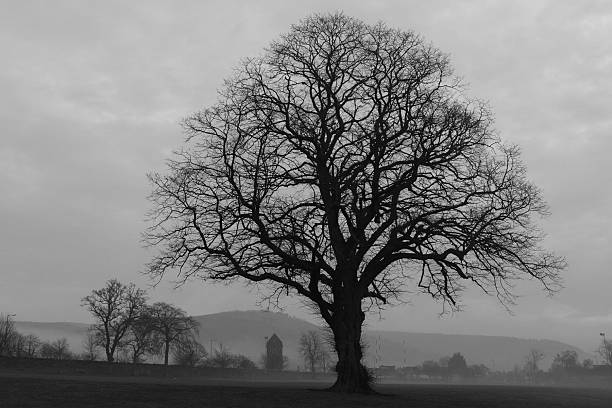 chêne noir et blanc - white black tree fog photos et images de collection