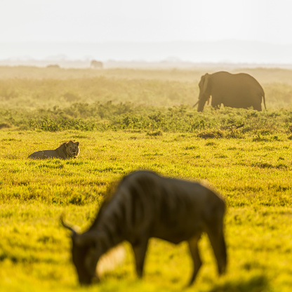 Lion looking to grazing wildebeest for hunting and Elephant at dramatic sunrise at Amboseli National Park - selective focus to lion