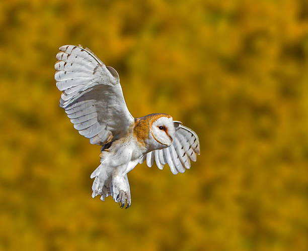 가면올빼미 브레이크 - barn owl 뉴스 사진 이미지