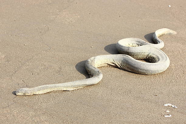 Ular Python 810+ Sanca Kembang Foto Foto Stok, Potret, & Gambar Bebas Royalti - iStock