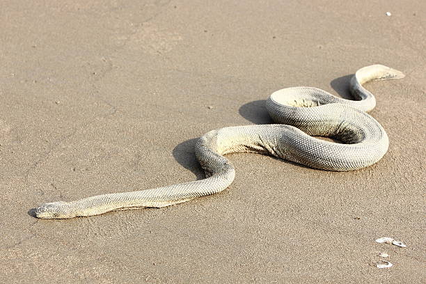 Python Snake on a beach Python snake crawling on a beach in Goa, India. These snakes are considered to be non-poisonous mostly. reticulated python stock pictures, royalty-free photos & images