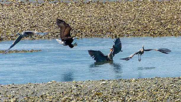 Bald eagle attempting to steal fish caught from Blue Heron