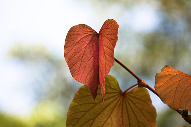 istock Golden Leaved Liana 494810571