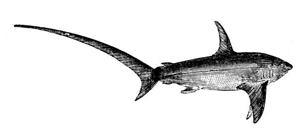 Antique illustration of common thresher or fox shark (Alopias vulpinus)