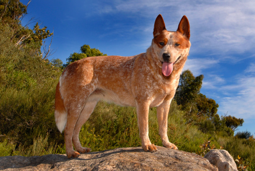Australian Cattle Dog, Red Heeler. Iconic Australian dog. Also called Australian Heeler, Hall's Heeler, Queensland Heeler, an agile, loyal, intelligent and robust working dog. Lifespan 10-13 years.