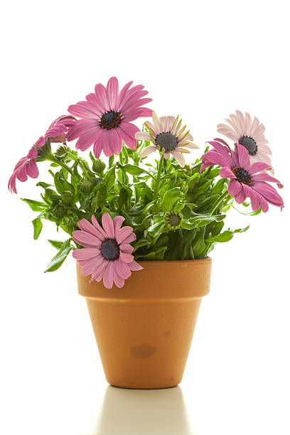 istock Cute Flowers - Giant Diasies, Isolated 494811345