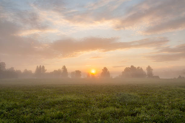 istock Tranquil foggy grassland at sunrise 494811476