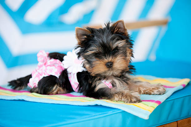 Yorkie Umbrella- PInk Yorkie Umbrella- PInk