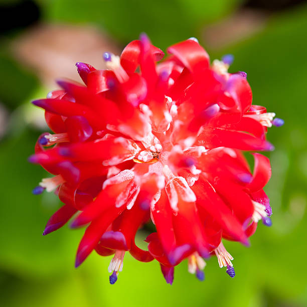 красивый красный цветок - perfection gerbera daisy single flower flower стоковые фото и изображения