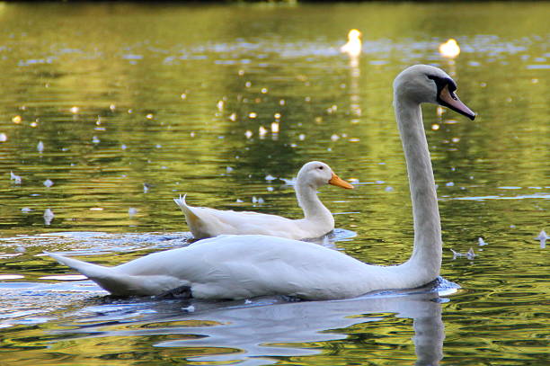 istock White mute swan and white duck in West Yorkshire, UK 494812338