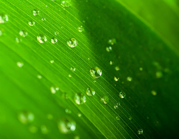 istock water drops on a green leaf closeup 494813385