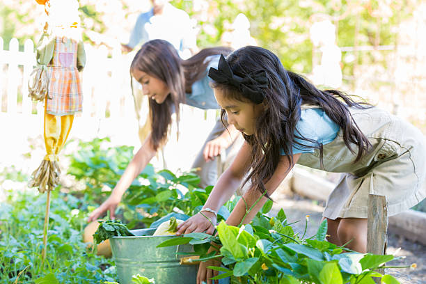 istock Elementary students picking vegetables in garden during field trip 494814758