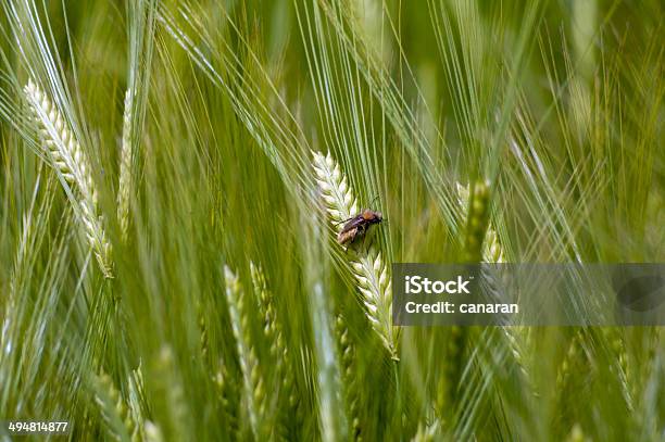 Campo De Trigo Foto de stock y más banco de imágenes de Agricultura - Agricultura, Alimento, Campo - Tierra cultivada