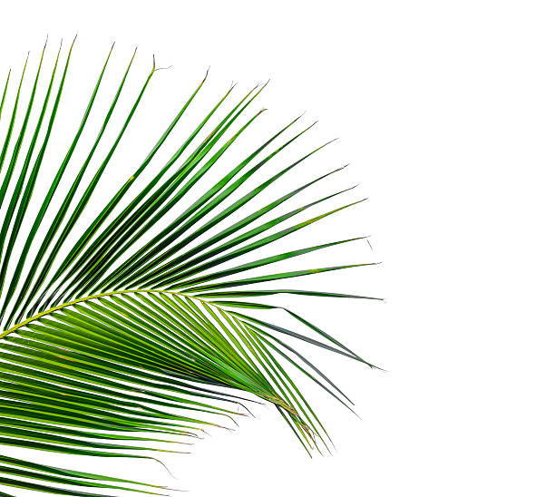 istock leaves of palm tree isolated on white background 494815287
