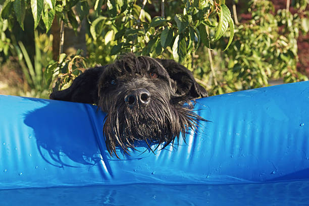 istock I want to swim too 494815957