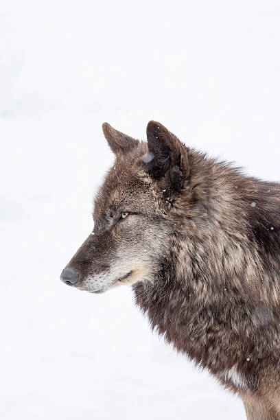 istock face of big brown wolf 494816513