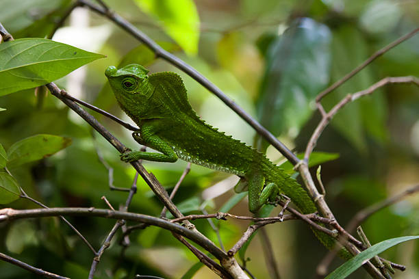 istock Green chameleon at tree branch in Singharaja Forest 494826880
