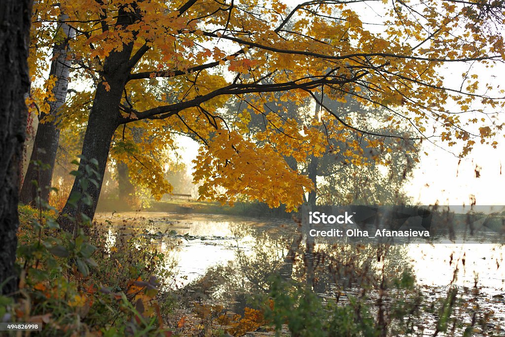 Old branches of the trees above river Old branches of the trees above river, nature Agricultural Field Stock Photo