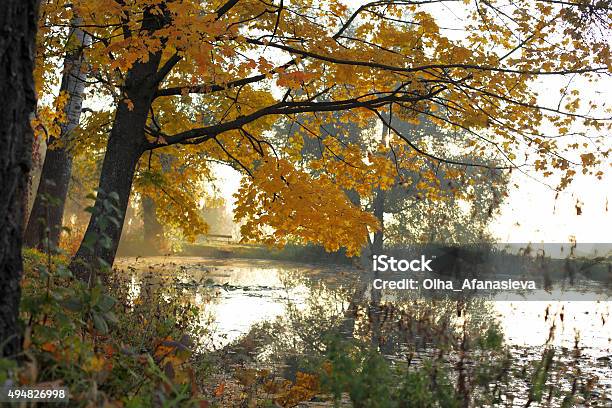 Old Branches Of The Trees Above River Stock Photo - Download Image Now - Agricultural Field, Autumn, Colors