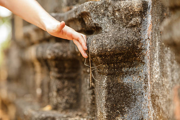istock Phasmatodea crawling at wall of ancient temple in Sri Lanka 494827078