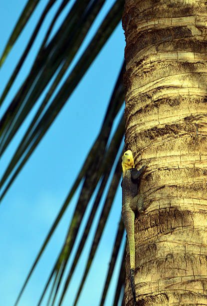 istock Lizard religion, Gambia, West Africa 494827740