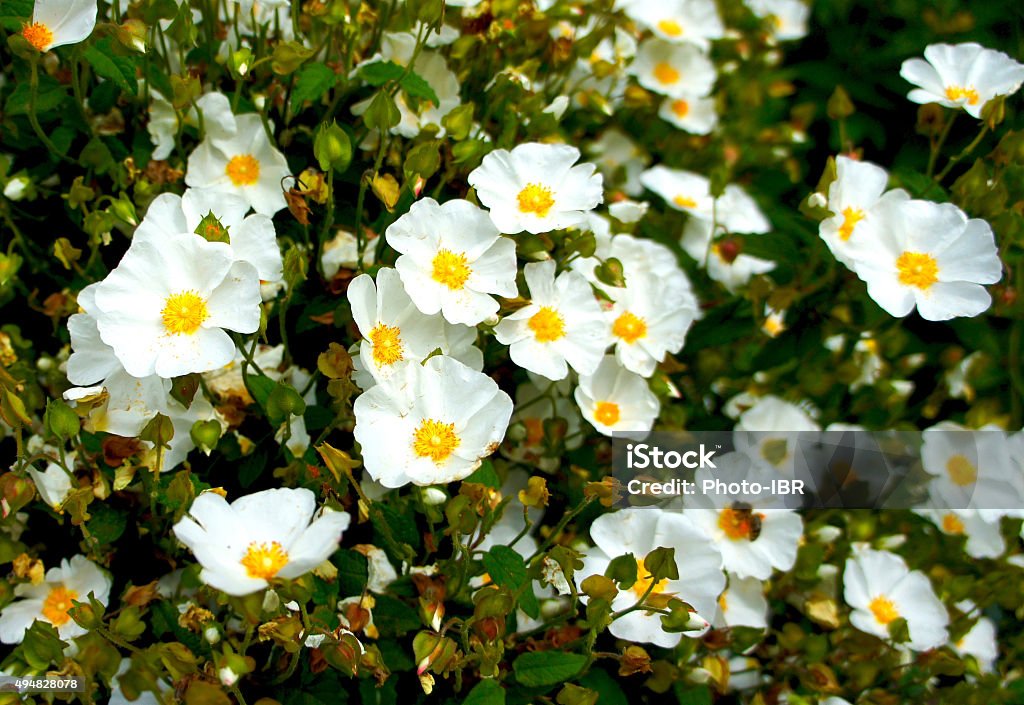 White Rockrose (Cistus hybridus) flower White Rockrose (Cistus hybridus) flower - close-up shot 2015 Stock Photo