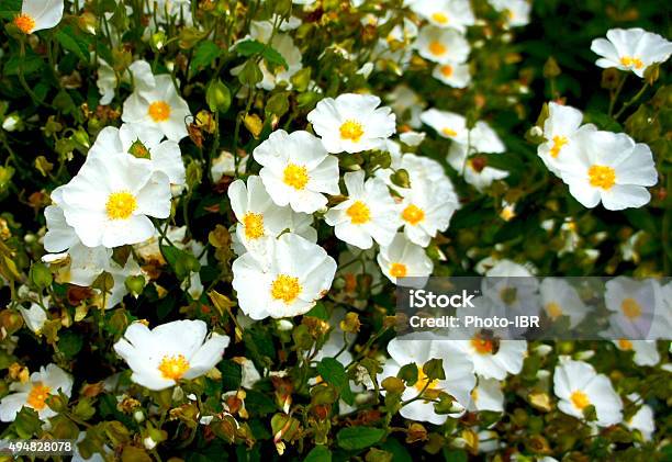 White Rockrose Flower Stock Photo - Download Image Now - 2015, Alentejo, Animal