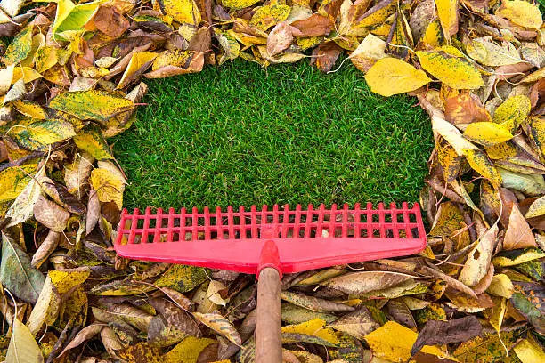 Photo of Fall leaves with rake