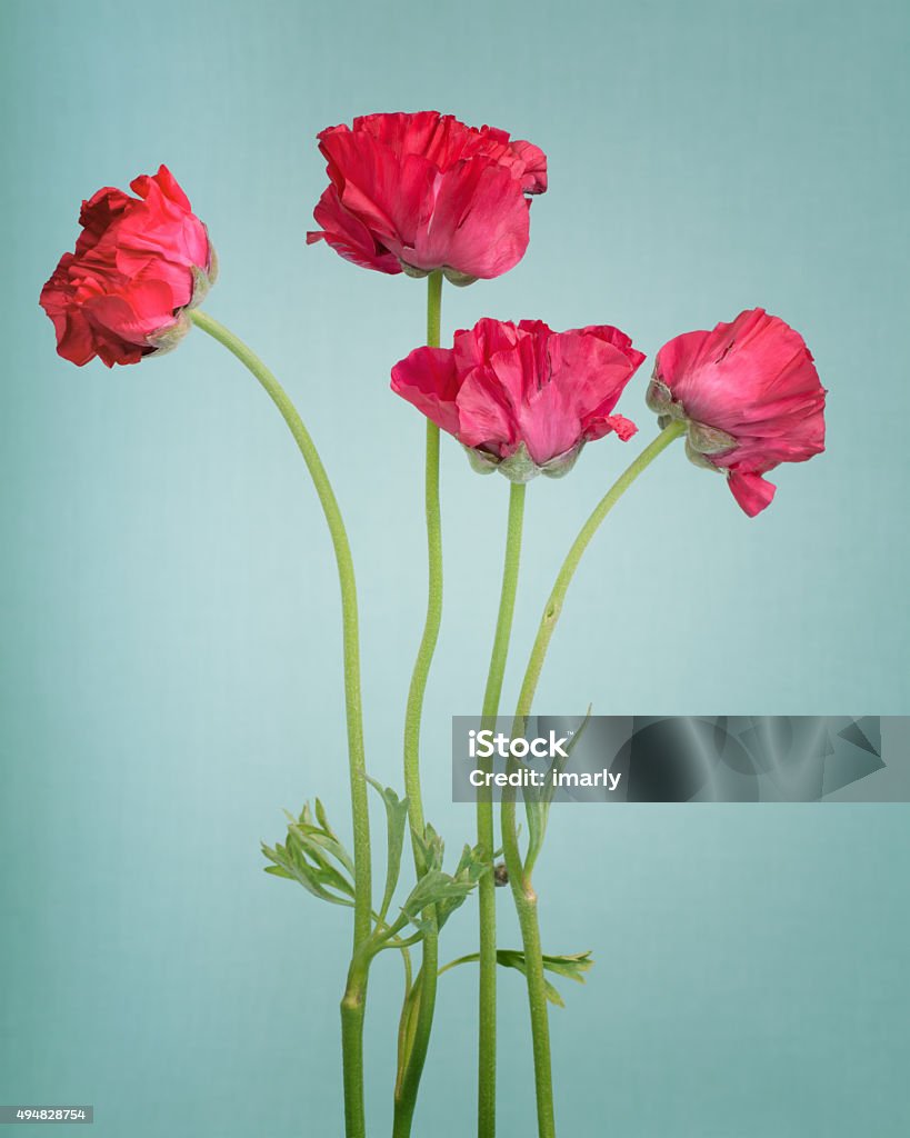 Red persian buttercup 2015 Stock Photo