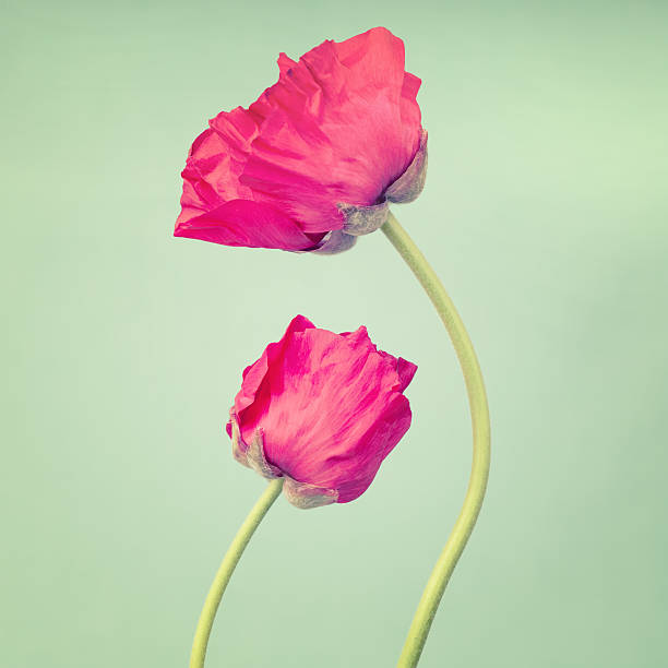 istock Persian buttercups  on a  vintage  turquoise background 494828782
