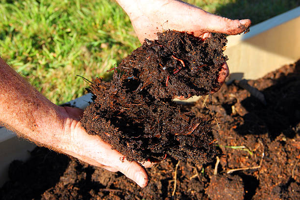 adubo - worm poop imagens e fotografias de stock