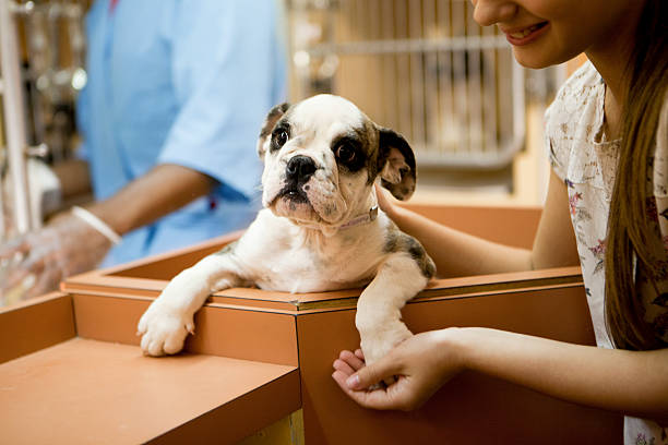 At animal adoption centre At animal adoption centre cute girl holding a puppy ready to adopt sheltering photos stock pictures, royalty-free photos & images
