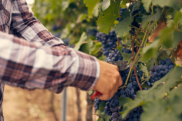 istock Male hands with garden secateurs at harvest 494830146