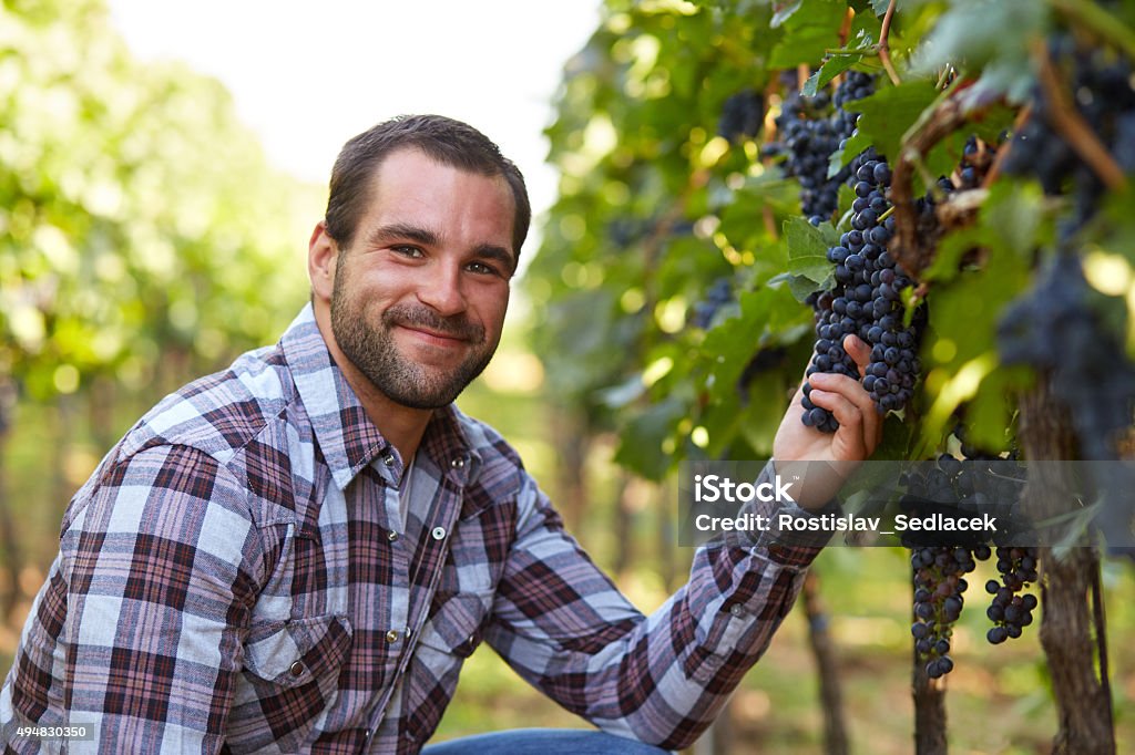 Winemaker in vineyard Young winemaker in vineyard picking blue grapes Vintner Stock Photo