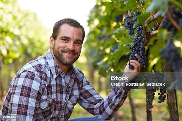 Winemaker In Vineyard Stock Photo - Download Image Now - Vintner, Men, Vineyard