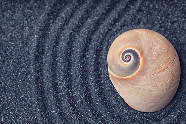istock Massive  snail shell in a zen garden with black sand 494830390