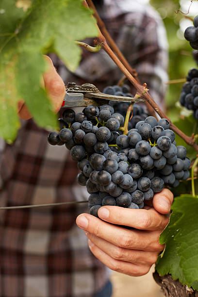 istock The farmer at harvest grapes 494830620