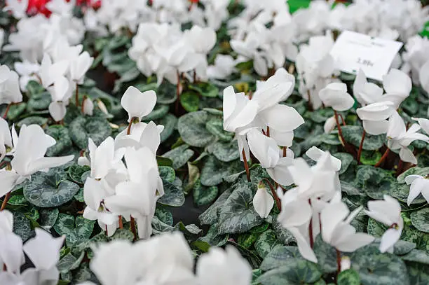 Photo of White Cyclamen