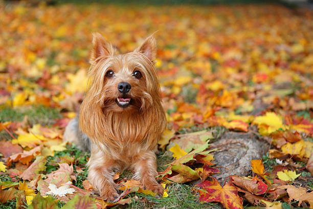 Silky terrier in Autumn golden silky terrier in golden autum leaves stuttgart germany pics stock pictures, royalty-free photos & images
