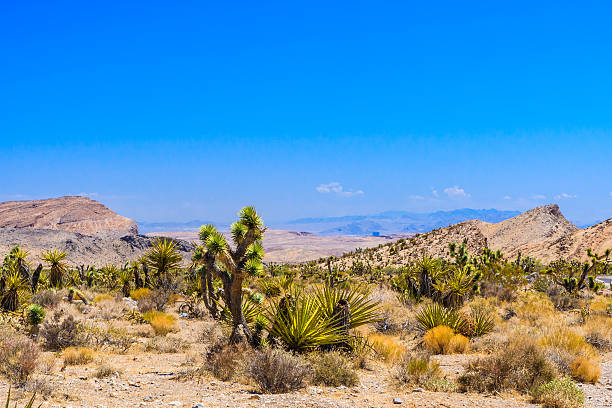 istock Red Rock Canyon panoramic, Mojave Desert, Nevada, USA 494832240